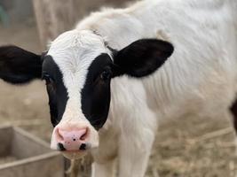 vitello su il azienda agricola. dentro il azienda agricola è un' carino bambino mucca foto