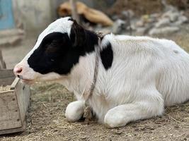 vitello su il azienda agricola. dentro il azienda agricola è un' carino bambino mucca foto