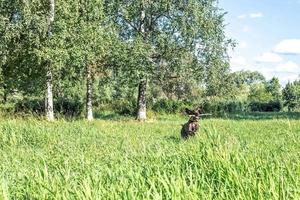 un' contento cane recupero un' grande bastone foto