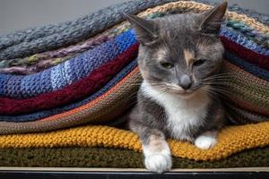 insoddisfatto gatto si siede nel un' mucchio di colorato a maglia sciarpe. preparazione per il freddo. foto