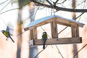 alimentazione uccelli nel inverno. carino giardino uccelli grande tette mangiare nutriente semi a partire dal di legno alimentatore. foto