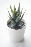 primo piano della pianta verde in vaso di ceramica foto