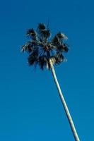 albero di cocco sotto il cielo blu foto