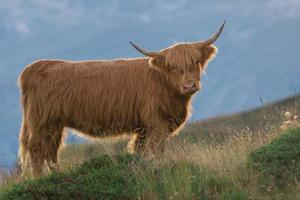 montanaro - Scozzese mucca su il svizzero Alpi foto