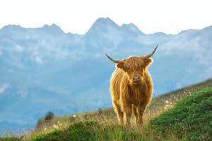 montanaro - Scozzese mucca su il svizzero Alpi foto