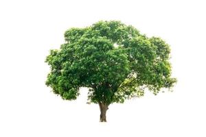 albero della natura verde isolato su sfondo bianco foto