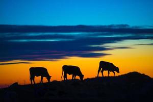 mucche mangiare nel un' montagna a tramonto foto