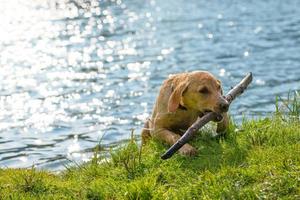 labrador cane da riporto su di il acqua con bastone nel bocca foto