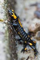 salamandra su italiano Alpi foto