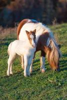 pony cavalli madre con piccolo foto