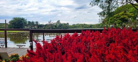 bellissimo rosso fiore giardino nel Olambra, rosso Natale giardino foto