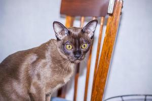 birmano gatto avvicinamento a casa. ritratto di un' giovane bellissimo Marrone gatto. foto