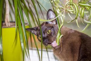 birmano gatto avvicinamento a casa. ritratto di un' giovane bellissimo Marrone gatto. foto