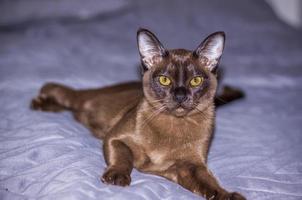 birmano gatto avvicinamento a casa. ritratto di un' giovane bellissimo Marrone gatto. foto