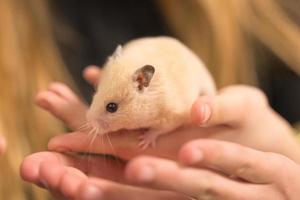 animale domestico criceto nel il mani di un' bambino. foto