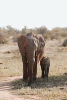 bambino elefante, Sud Africa foto