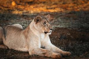 femmina africano Leone a tramonto foto