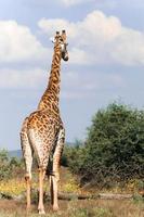 giraffa, Sud Africa foto