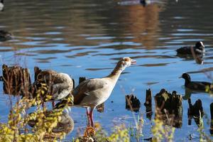 bellissimo egiziano Oca in piedi nel superficiale acqua foto