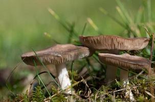 avvicinamento di un' gruppo di luminosa funghi con lamelle in crescita nel un' prato e fra muschio nel il autunno luce del sole. il sfondo è verde. foto