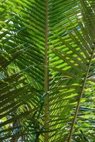 Noce di cocco foglia per tropicale sfondo foto