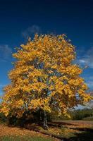 un' grande giallo deciduo albero è brillantemente colorato nel autunno. il cielo è buio blu e crea un interessante contrasto. il Immagine è nel ritratto formato. foto