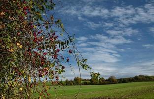 nel davanti di un' bello paesaggio nel autunno, rosso rosa fianchi crescere su il lato. il cielo è blu e ha nuvole. il colline siamo verde. foto