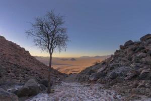 giovane acacia albero su il lato di un' montagna passaggio foto