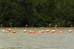 gruppo di bellissimo rosa fenicotteri. celeste, Messico. foto