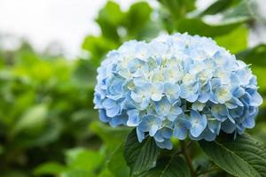 bellissimo blu ortensia fiori nel il campo foto