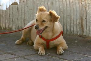 cane su un' camminare nel il città parco. foto