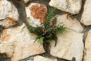 verde impianti e fiori crescere su rocce e montagna scogliere. foto