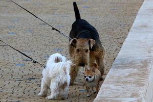 cane su un' camminare nel il città parco. foto