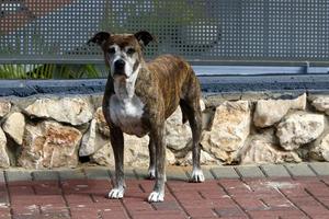 cane su un' camminare nel il città parco. foto