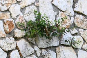 verde impianti e fiori crescere su rocce e montagna scogliere. foto