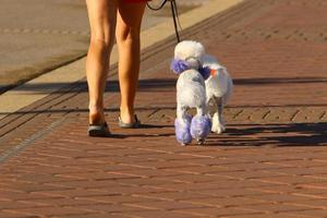 cane su un' camminare nel il città parco. foto