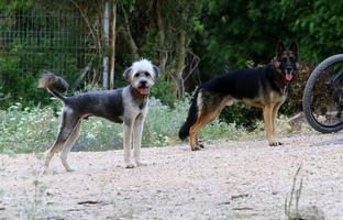 cane su un' camminare nel il città parco. foto