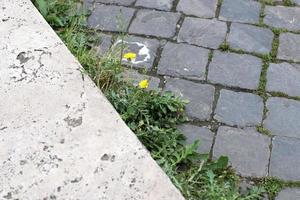 verde impianti e fiori crescere su rocce e montagna scogliere. foto