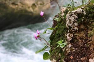 verde impianti e fiori crescere su rocce e montagna scogliere. foto