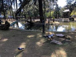 un' bianca anatra con nero macchie, un' Oca corre lungo umido grigio suolo Il prossimo per un' stagno, un' Fontana, un' stagno nel un' parco foto