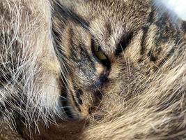 un' bellissimo soffice Marrone gatto dorme arricciato su con un Aperto occhio foto