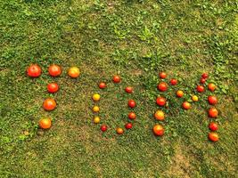 pomodoro scritta. parola fatto a partire dal verdure. il lettere t, o e m, il parola tom siamo foderato con rosso e giallo, il giro pomodori. contro il sfondo di il erba. pomodoro storia, creativo lettering foto