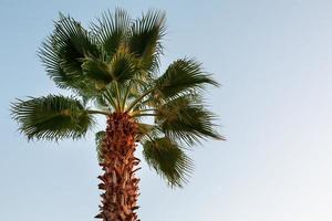 palma albero su un' blu chiaro cielo, un angelo a partire dal il parte inferiore su. foto