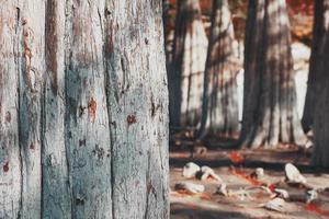 il struttura di il tronchi di cipresso alberi nel autunno. maestoso e bellissimo il tronchi di cipresso alberi, Visualizza a partire dal sotto. foto