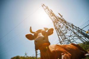 un' mucca è dire bugie su un' verde prato nel un Mela frutteto contro il sfondo di un' energia linea di un' sottostazione, un' soleggiato giorno foto