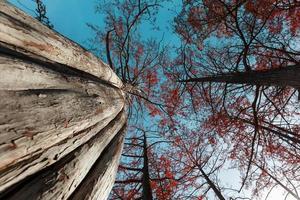 cipresso alberi nel autunno con rosso le foglie contro blu cielo con sole raggi. maestoso e bellissimo il tronchi di cipresso alberi, Visualizza a partire dal sotto. foto