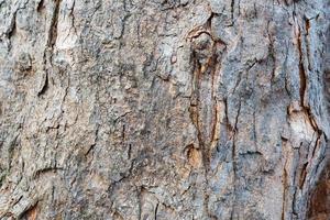 il struttura di il abbaiare di il tronco di un' abete albero, su il totale schermo. foto