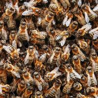 un' sciame di api su il alveare. molti api nel il modulo di struttura avvicinamento. macro foto