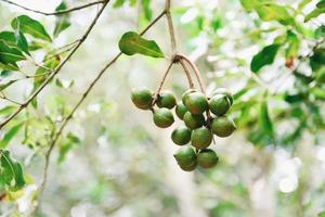 Noci di macadamia appese al ramo albero di macadamia in fattoria in estate foto