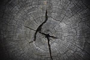 naturale vecchio legna struttura di albero ceppo attraversare sezione di albero tronco legna tagliare sfondo log legname foto